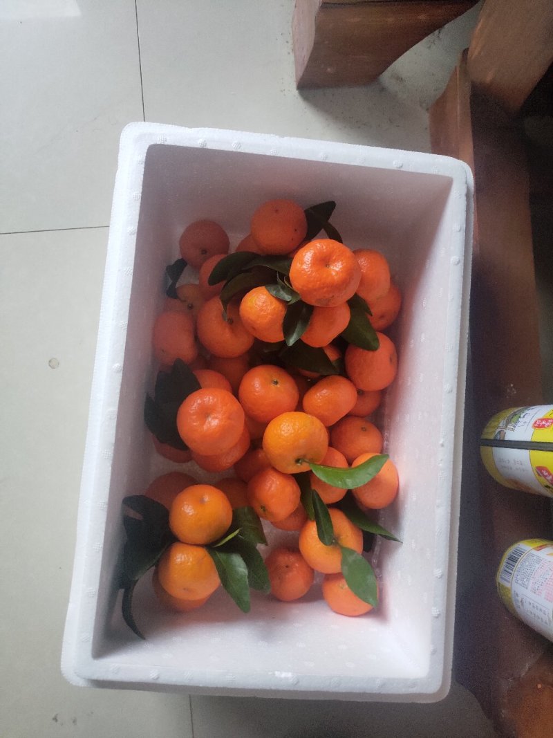广西正宗砂糖橘，产地批发