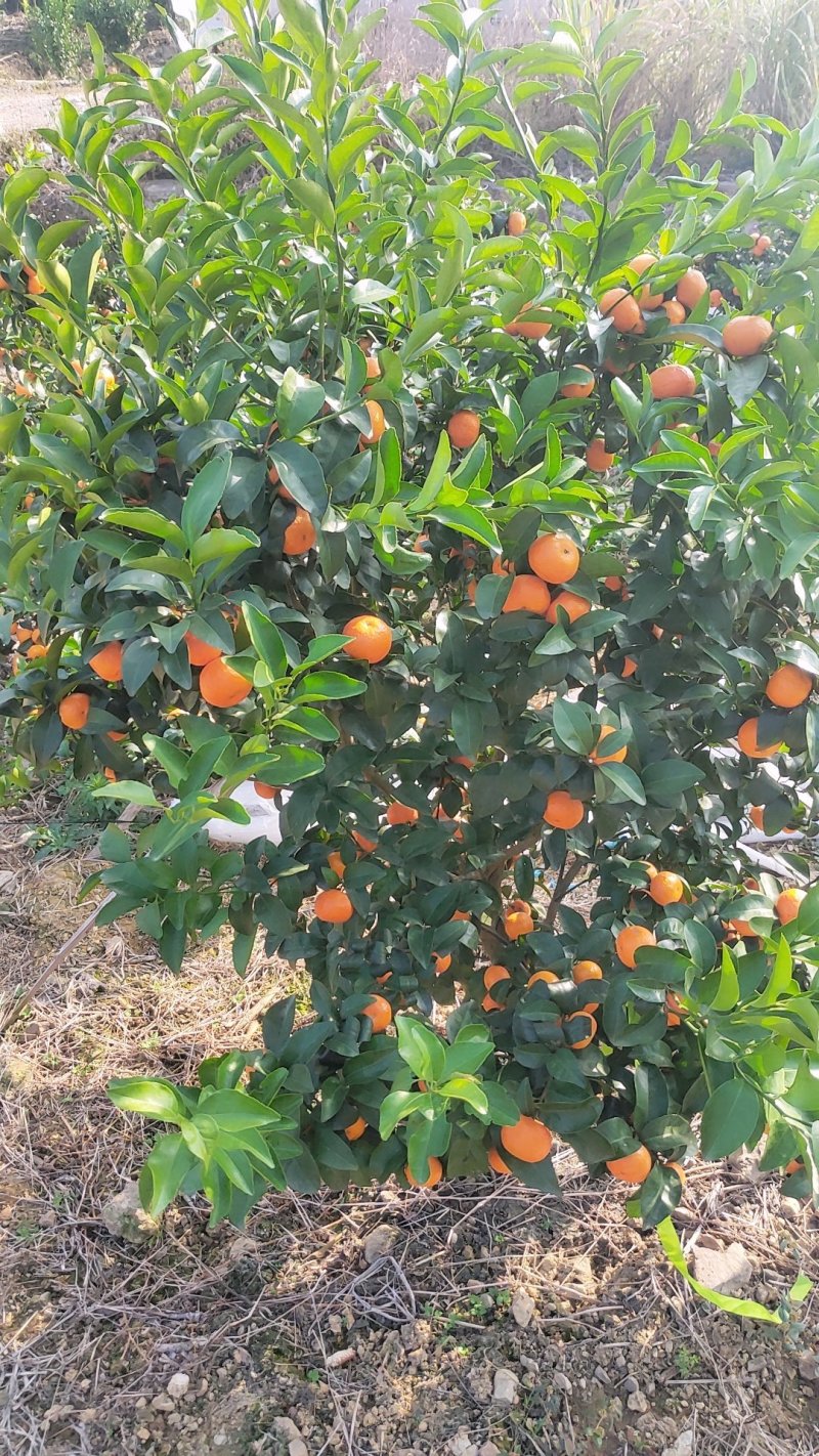 广西正宗砂糖橘，产地批发