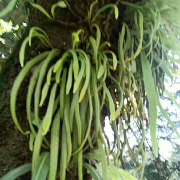 野生化石草