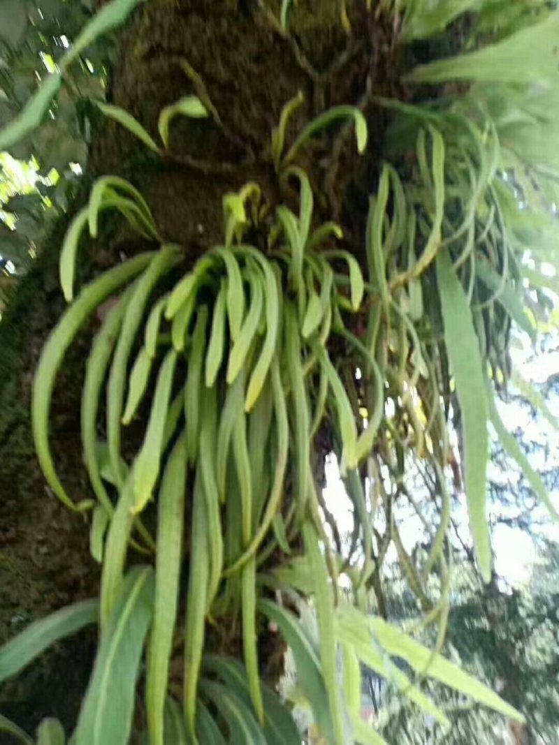 野生化石草