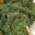 野生化石草