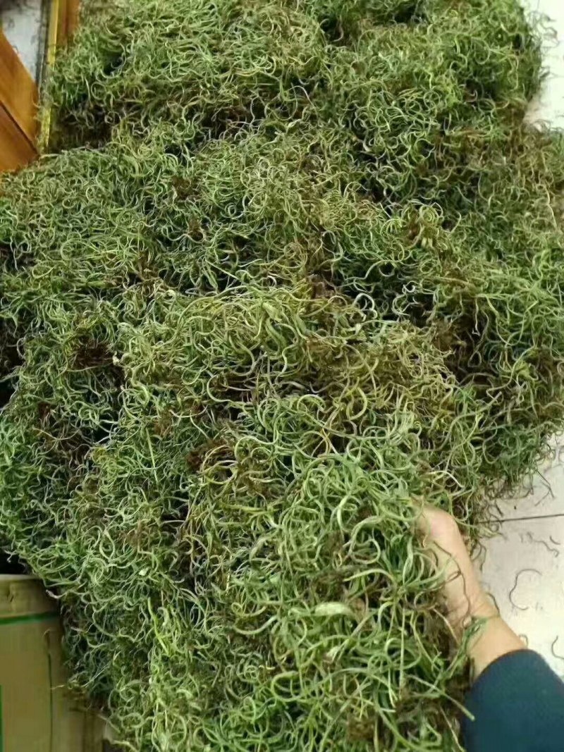 野生化石草