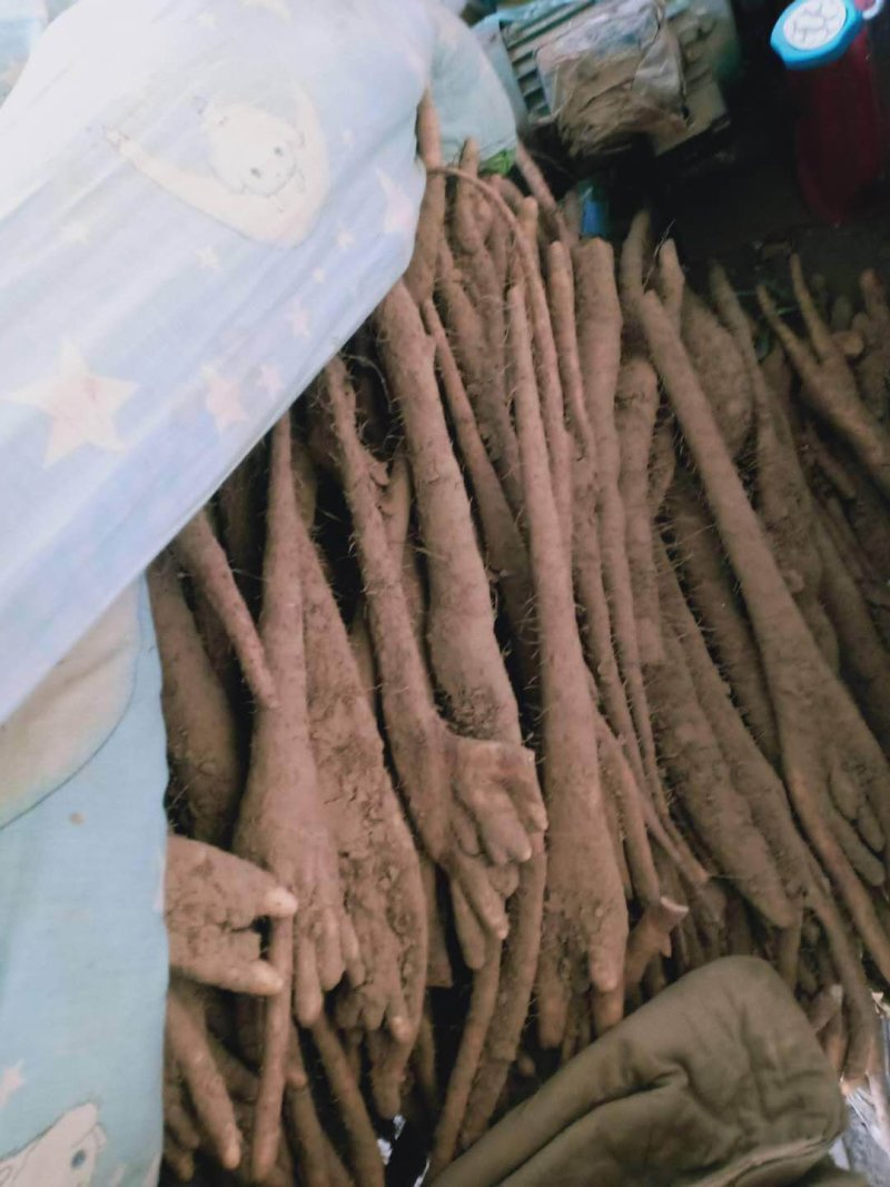 白皮八掌，棒药巴掌，紫药巴掌，各个品种都有