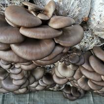 精品灰平菇精品黑蘑菇包质量