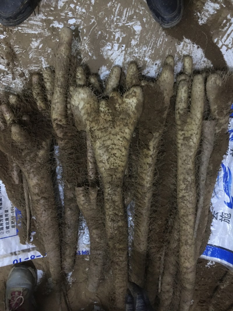 白玉山药佛手