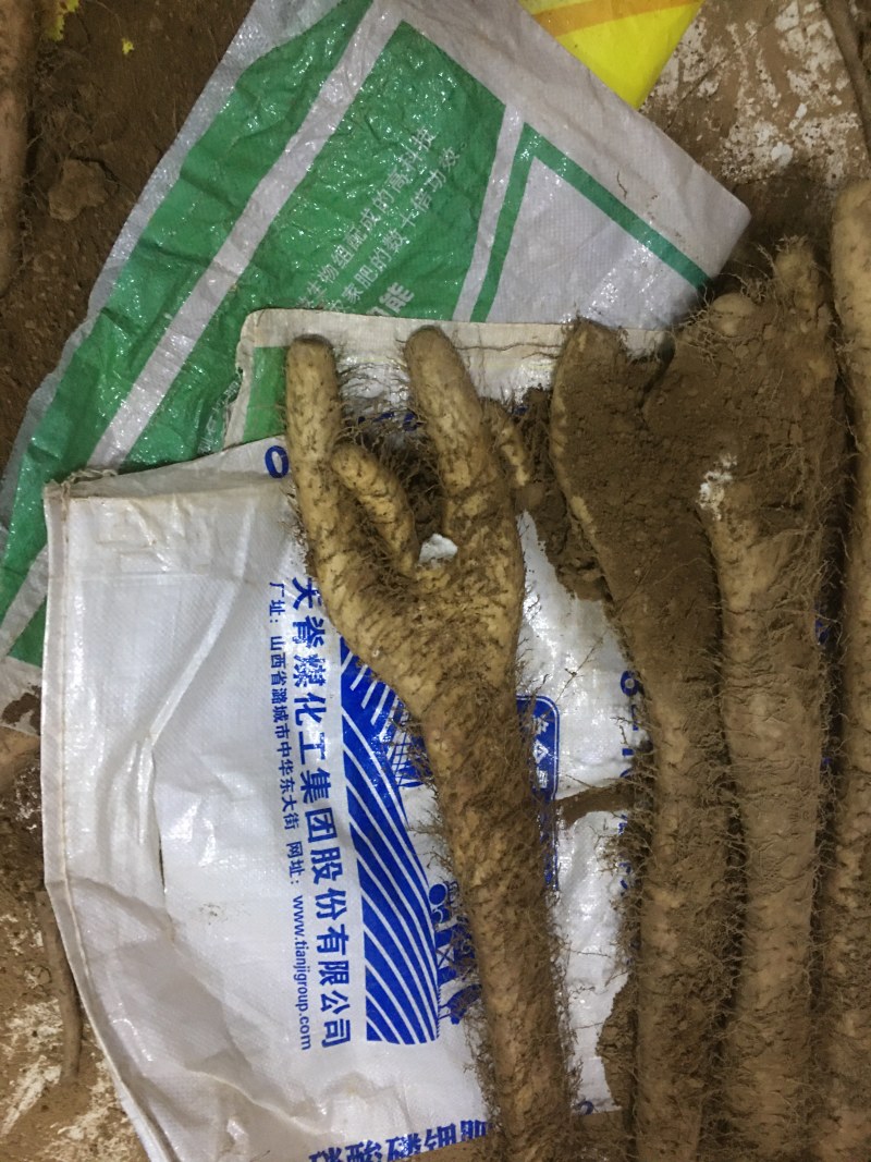 白玉山药佛手