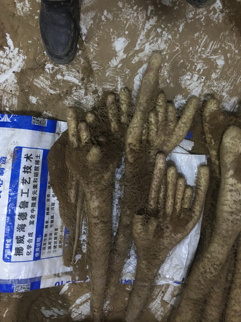 白玉山药佛手