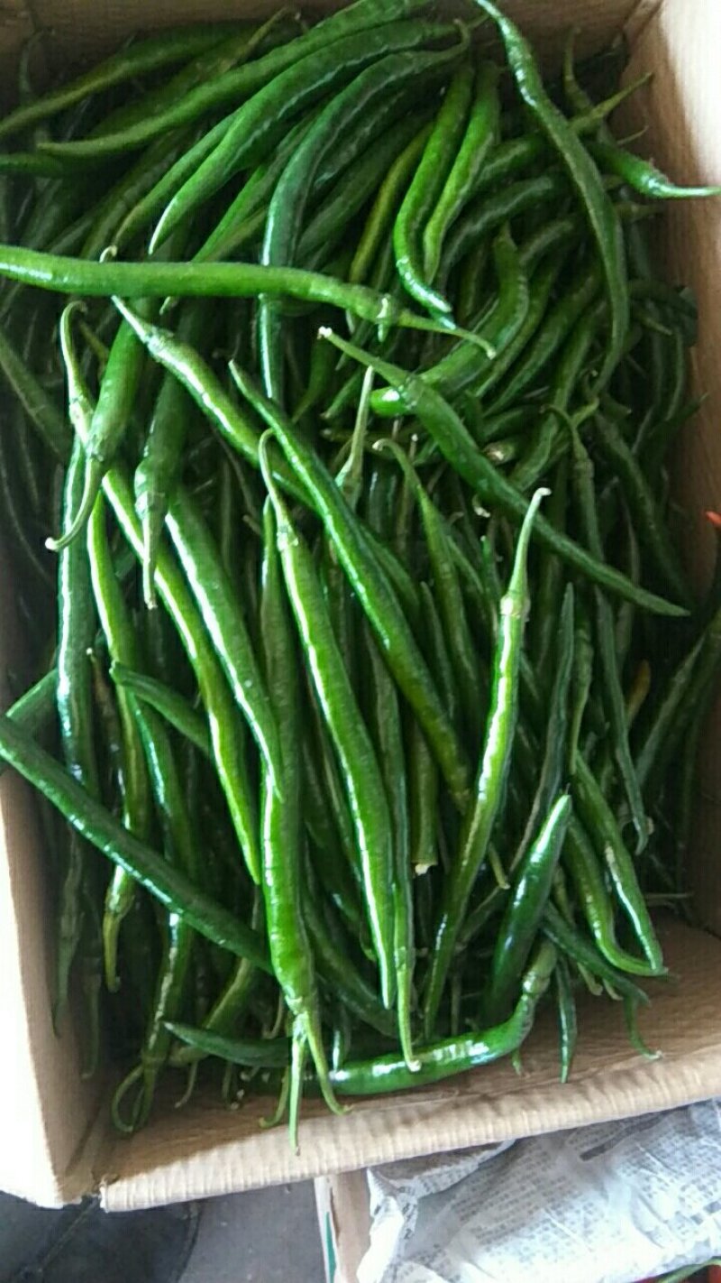 【牛商推荐】精品线椒产地直发常年供货保证质量