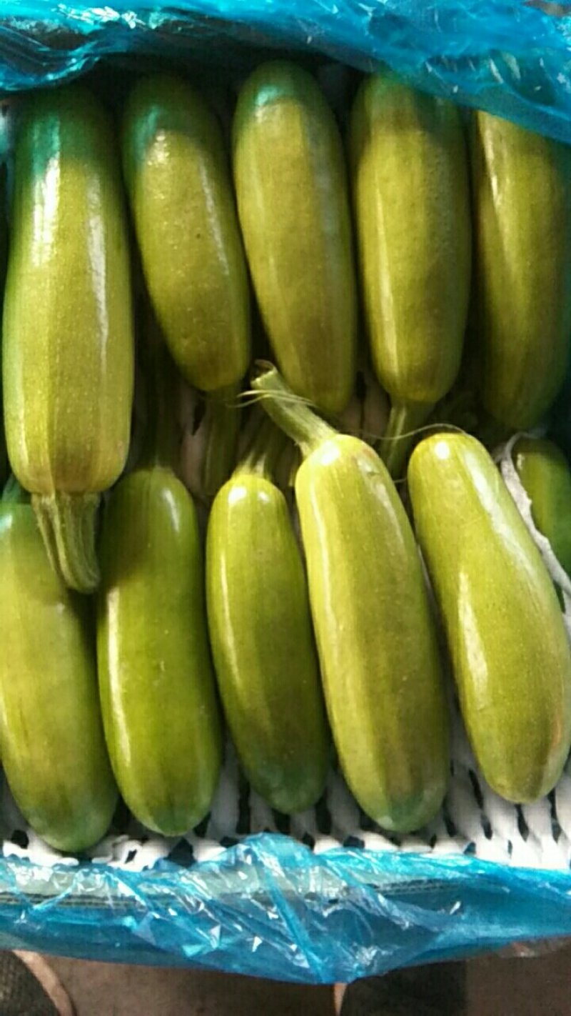 【荐】河北永年本地西葫芦绿皮西葫芦颜色绿质量好产地直发