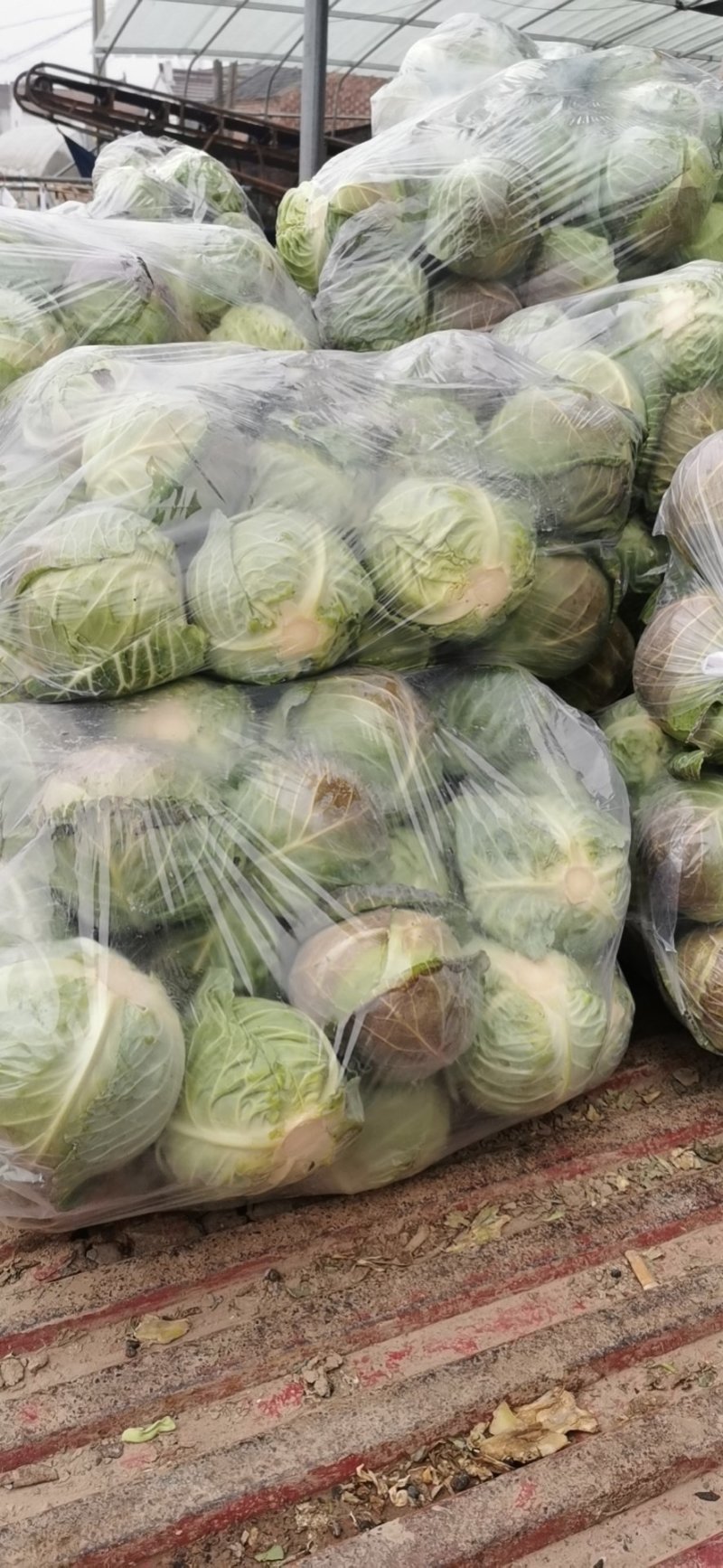 甘蓝/甘蓝/包菜/圆白菜/全国发货供货电商