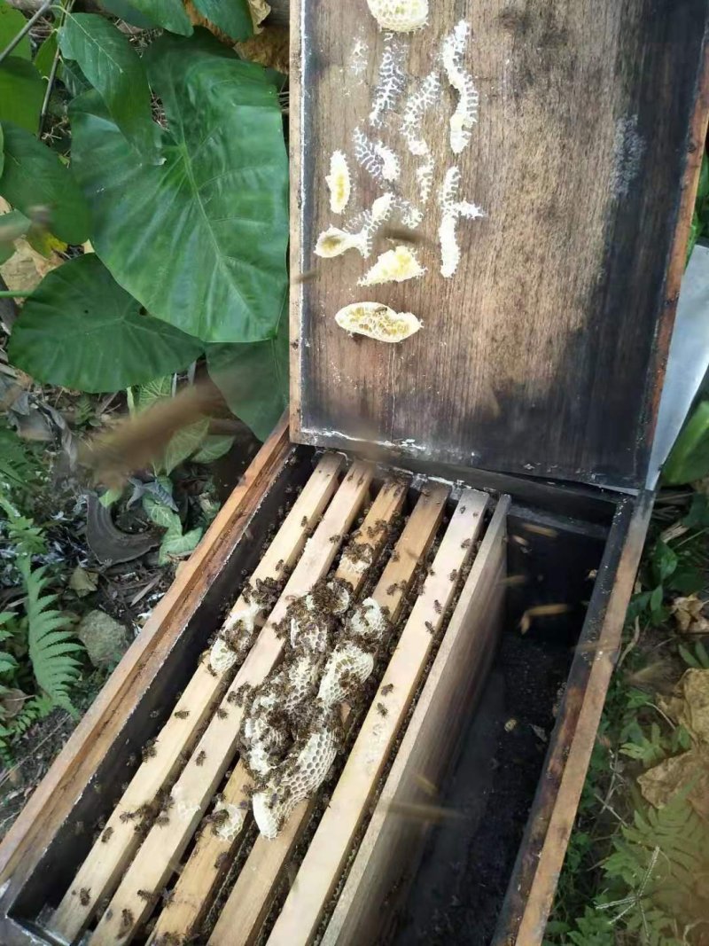 纯天然百花蜜（冬蜜）