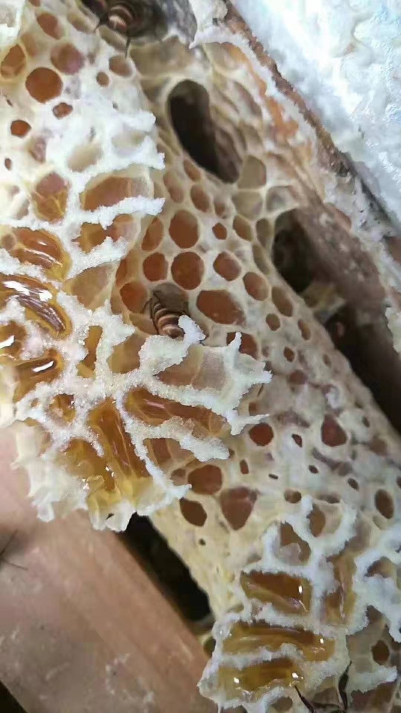 纯天然百花蜜（冬蜜）