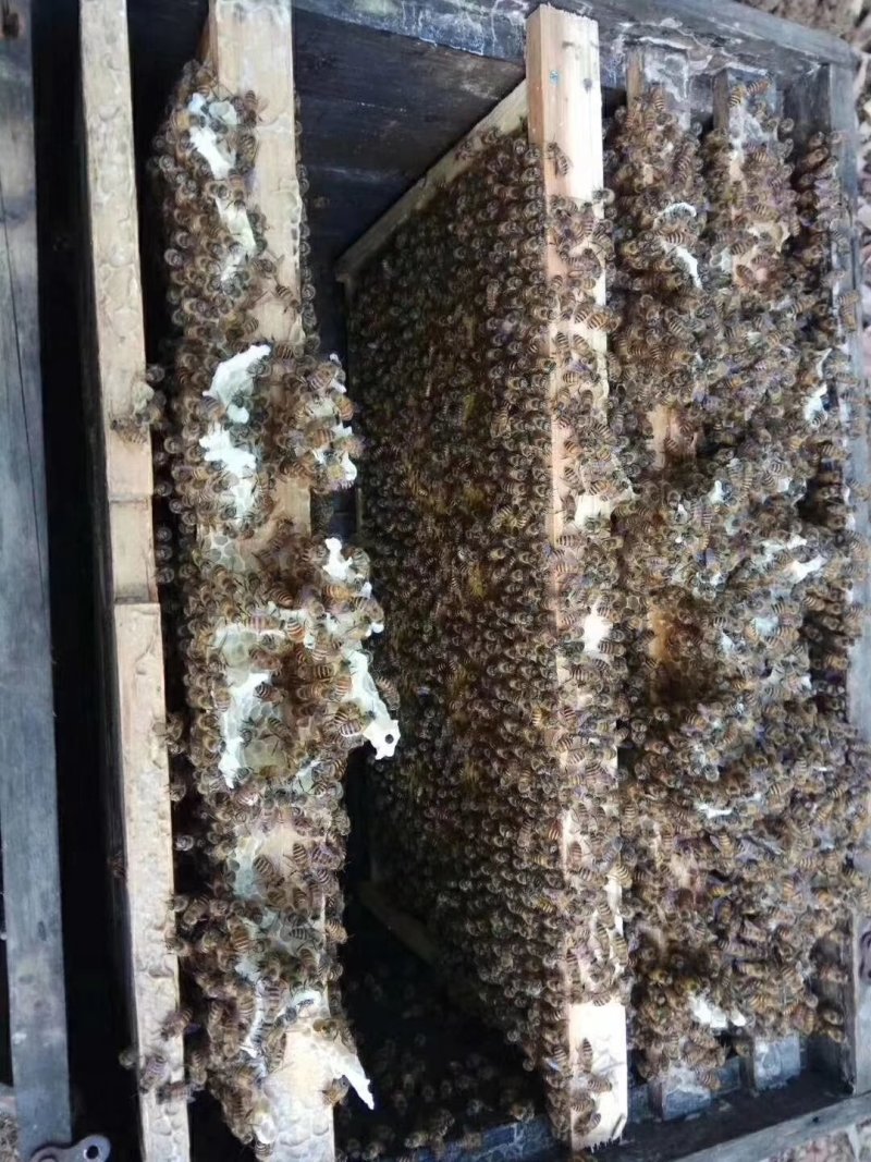 纯天然百花蜜（冬蜜）