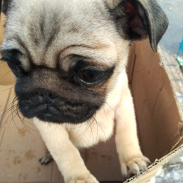 宠物狗纯种巴格犬，幼犬，，外观美！聪明可爱，听话讨人喜欢