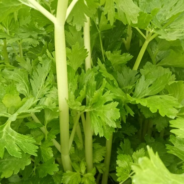 白芹菜