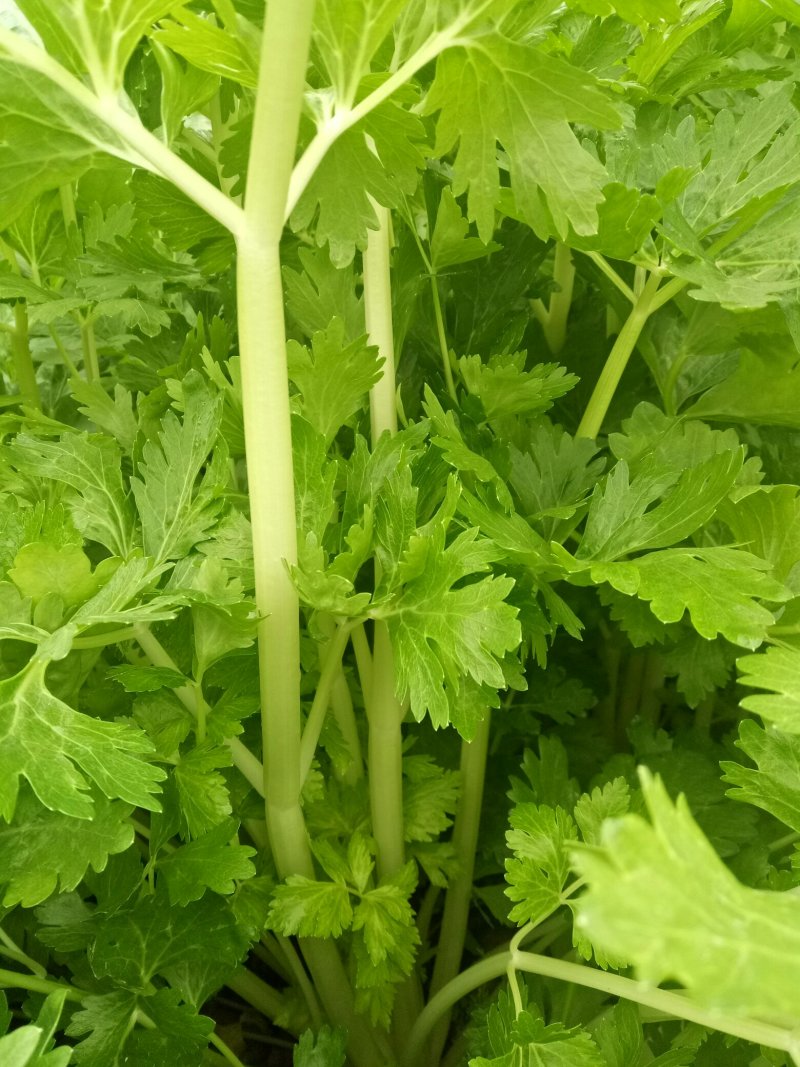 白芹菜