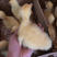 大白鹅苗孵化场直销、质量保证，欢迎订购。