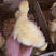 大白鹅苗孵化场直销、质量保证，欢迎订购。