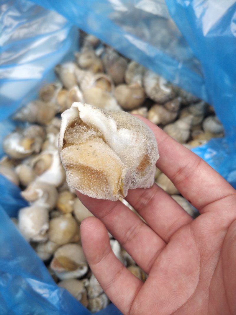 进口英国北峨螺白螺大个饱满