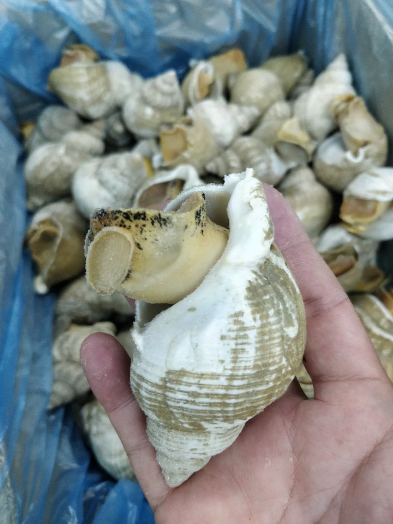 进口英国北峨螺白螺大个饱满