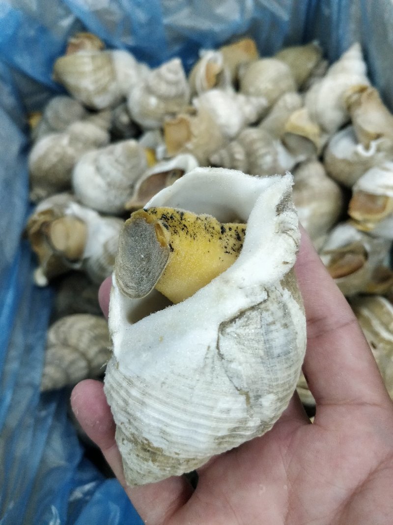 进口英国北峨螺白螺大个饱满