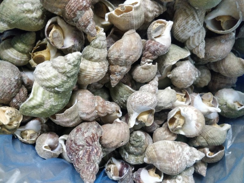 进口英国北峨螺白螺大个饱满