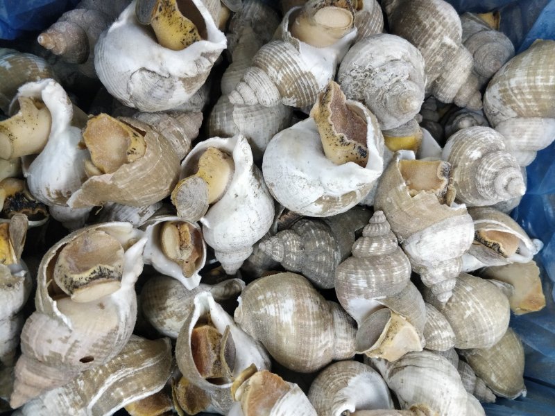 进口英国北峨螺白螺大个饱满