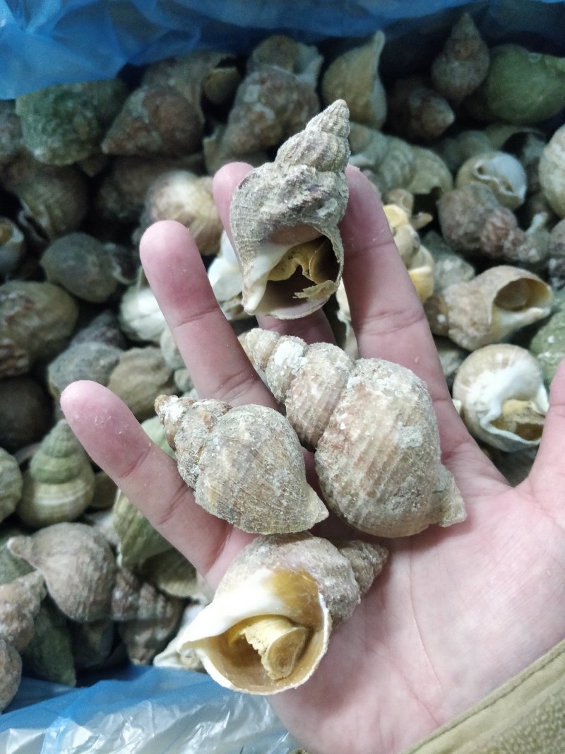 进口英国北峨螺白螺大个饱满