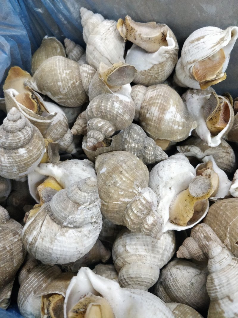 进口英国北峨螺白螺大个饱满
