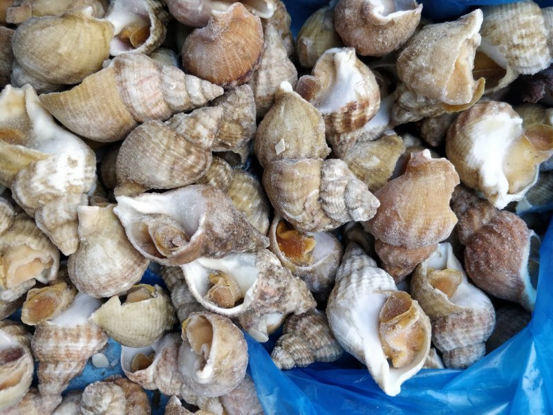 进口英国北峨螺白螺大个饱满