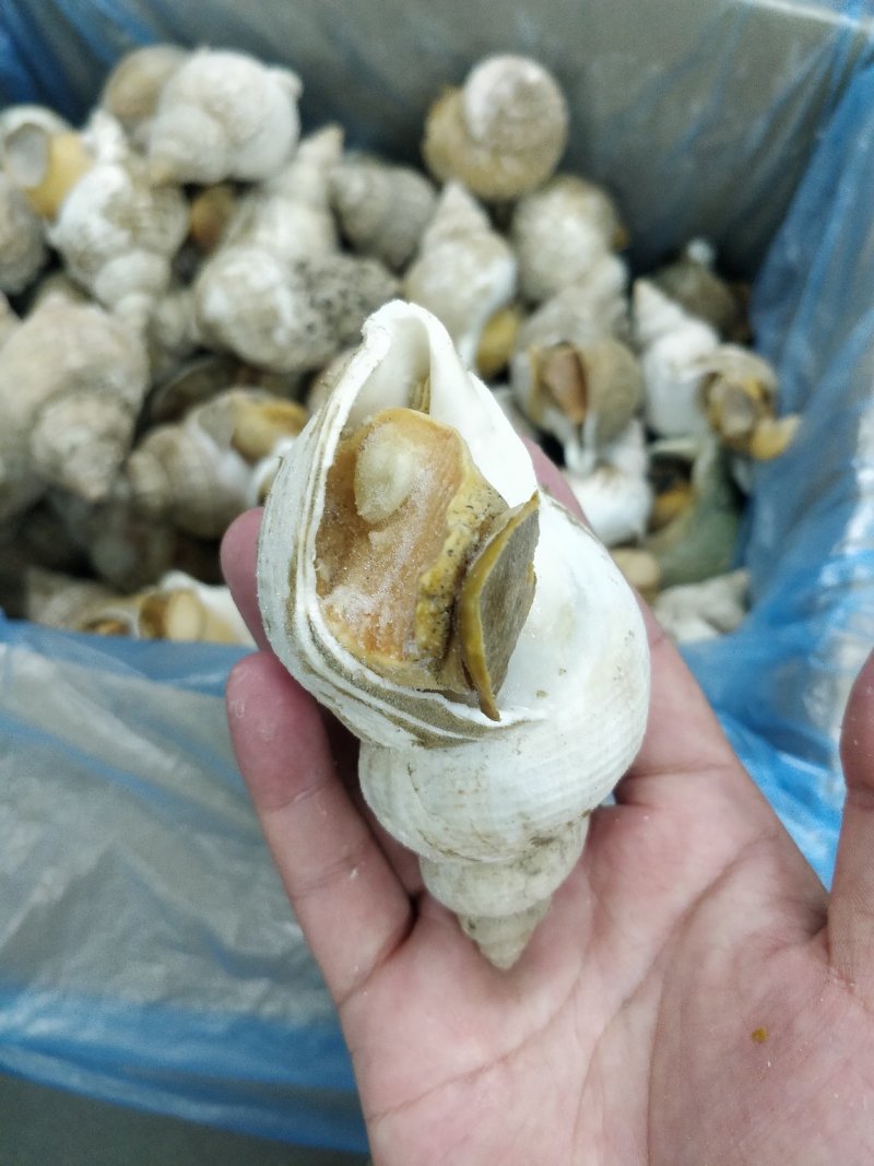 进口英国北峨螺白螺大个饱满