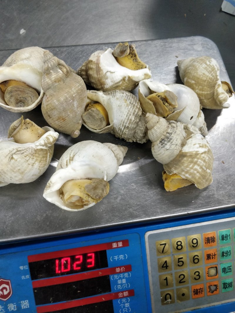 进口英国北峨螺白螺大个饱满