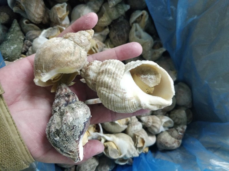 进口英国北峨螺白螺大个饱满