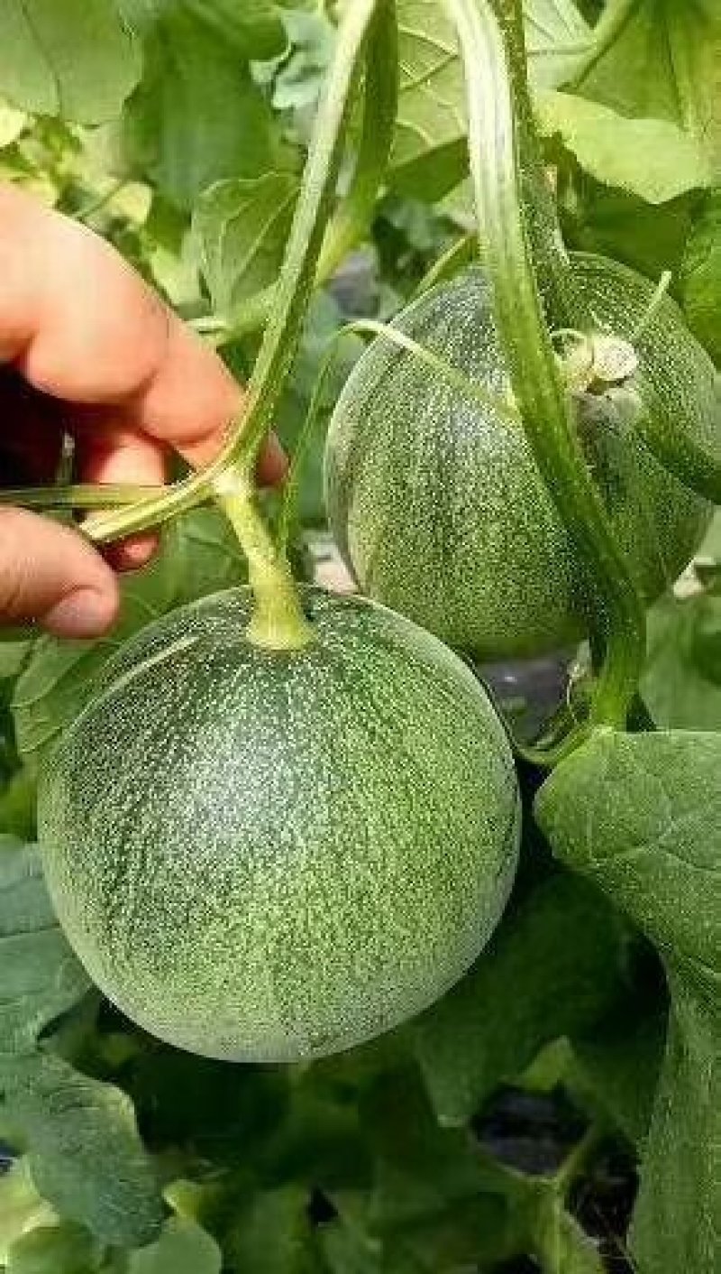 花蕾甜瓜大量供应实力代办一件代发对接电商