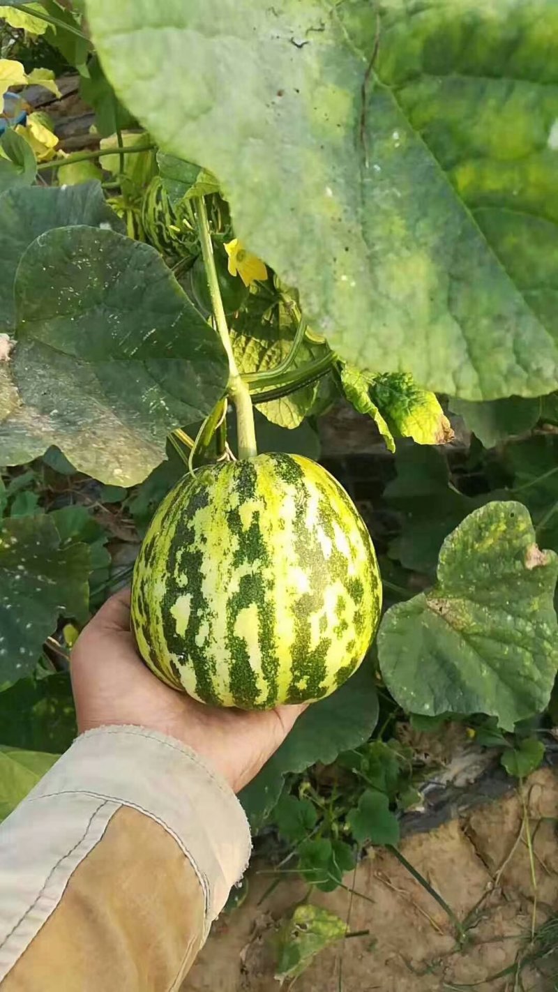 花蕾甜瓜大量供应实力代办一件代发对接电商