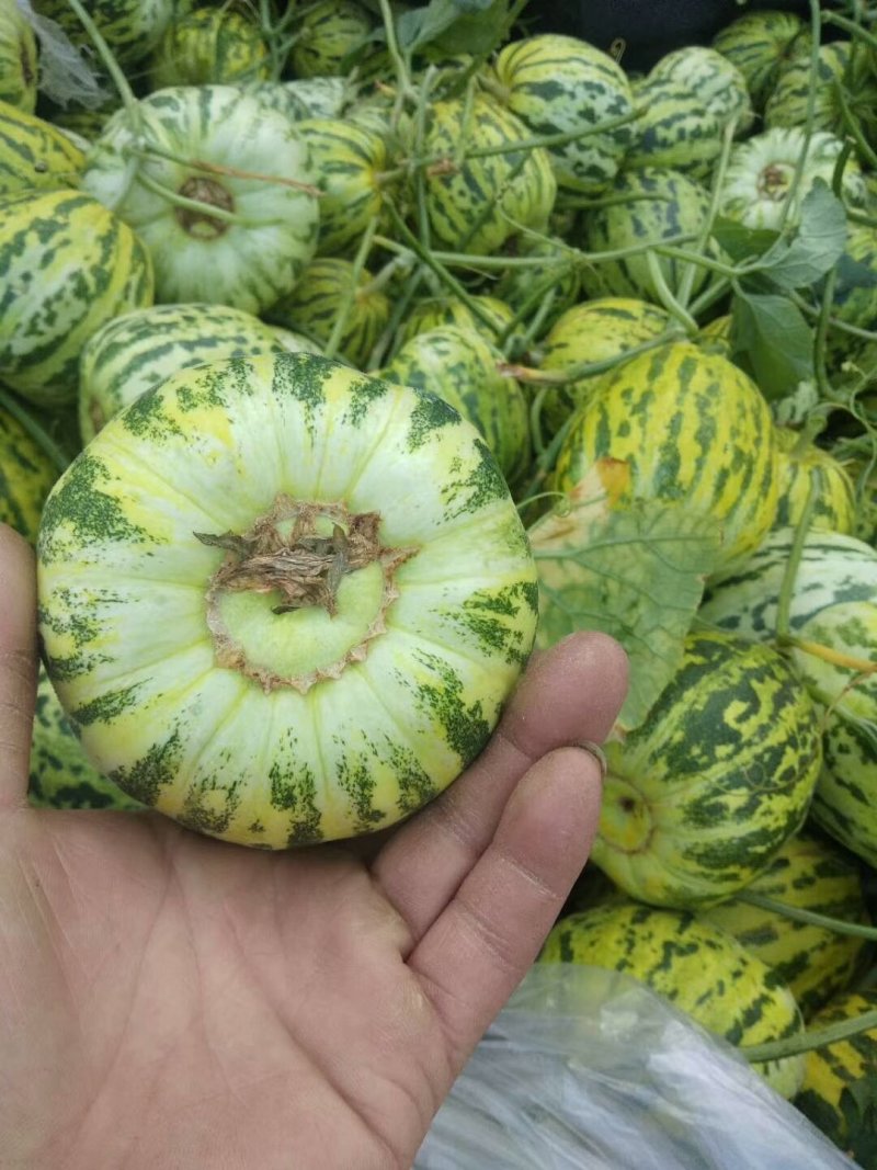 花蕾甜瓜大量供应实力代办一件代发对接电商