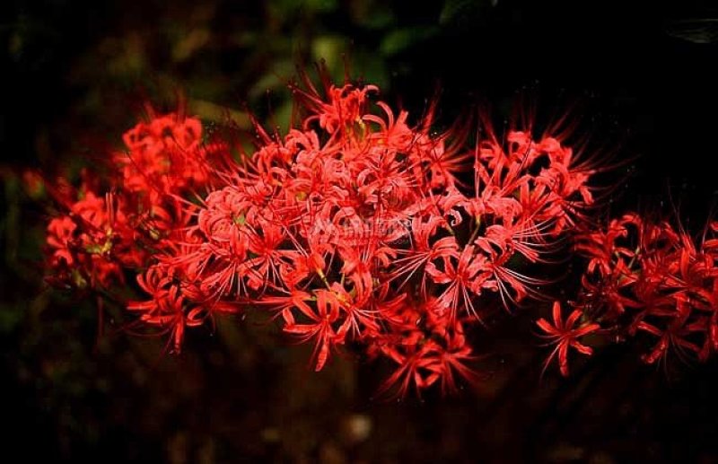 彼岸花石蒜曼珠沙华大量批发种球