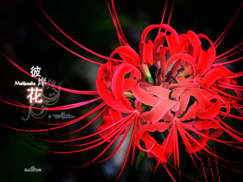 彼岸花石蒜曼珠沙华大量批发种球