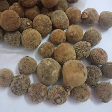 正毛化橘红乳果，产地直销