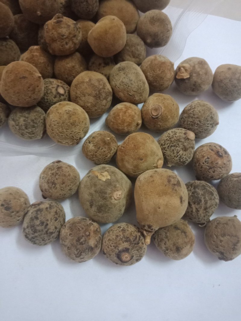 正毛化橘红乳果，产地直销