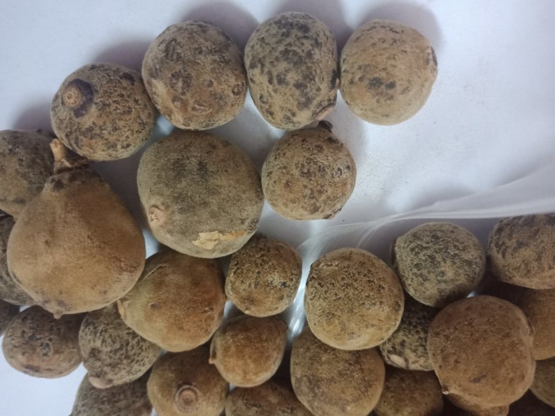 正毛化橘红乳果，产地直销