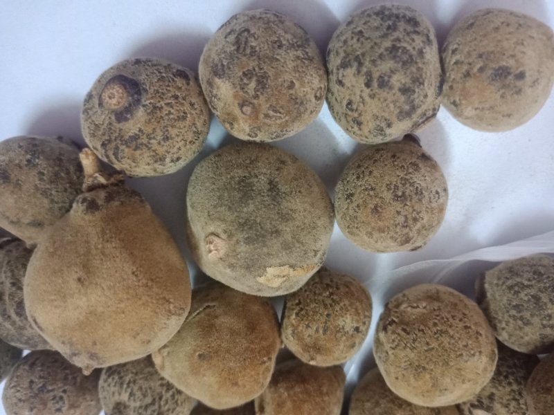 正毛化橘红乳果，产地直销