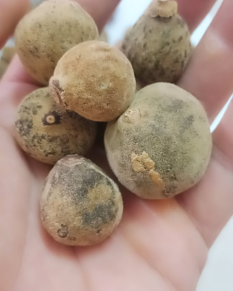 正毛化橘红乳果，产地直销