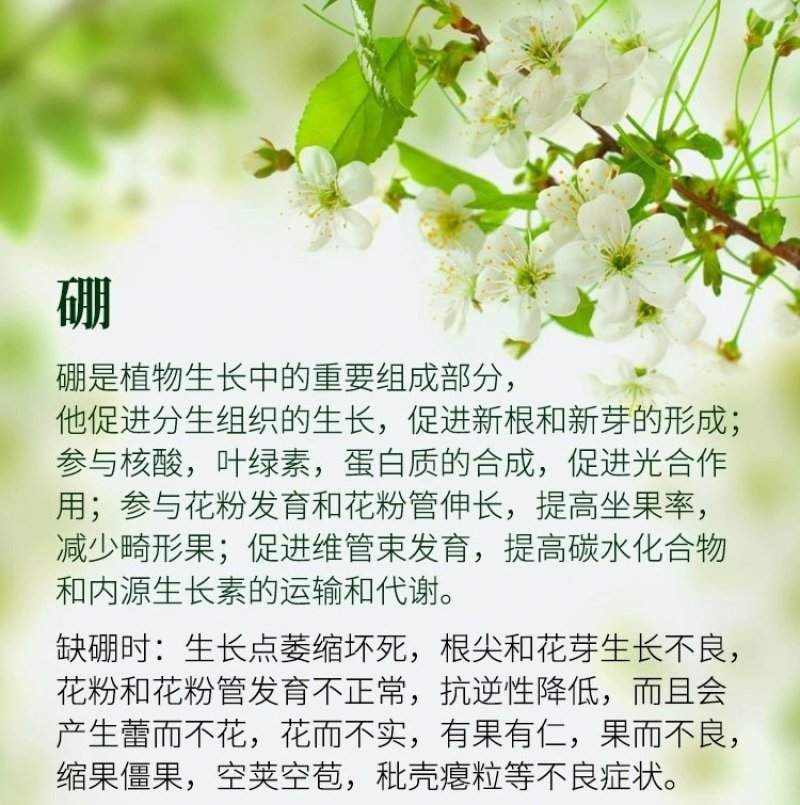 流体硼聚合硼酸钠液体硼水剂糖醇硼肥保花保果促进花芽分化