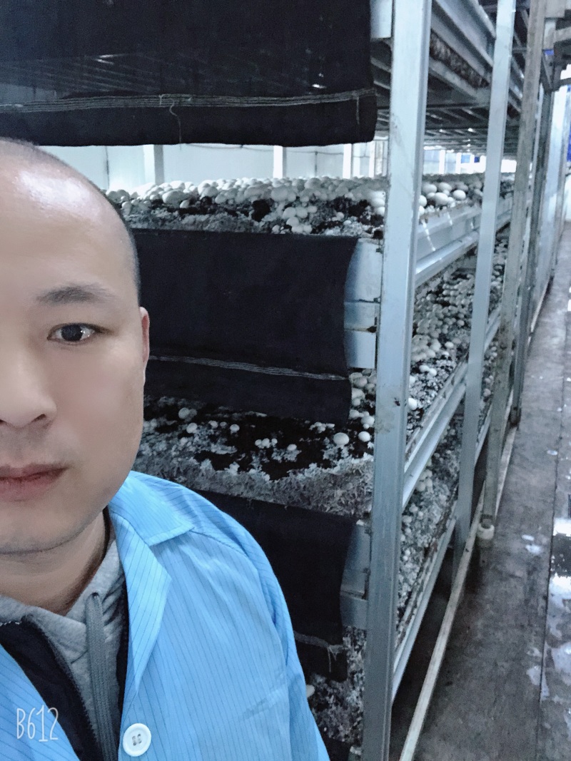 口菇双孢菇新鲜口菇无公害食用菌