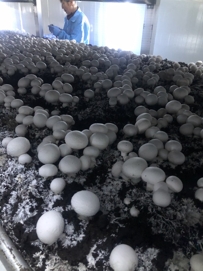 口菇双孢菇新鲜口菇无公害食用菌