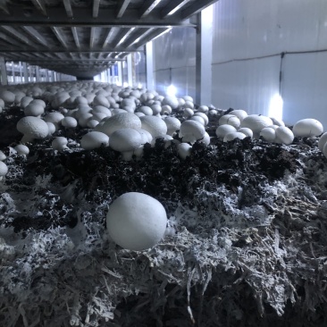 口菇双孢菇新鲜口菇无公害食用菌