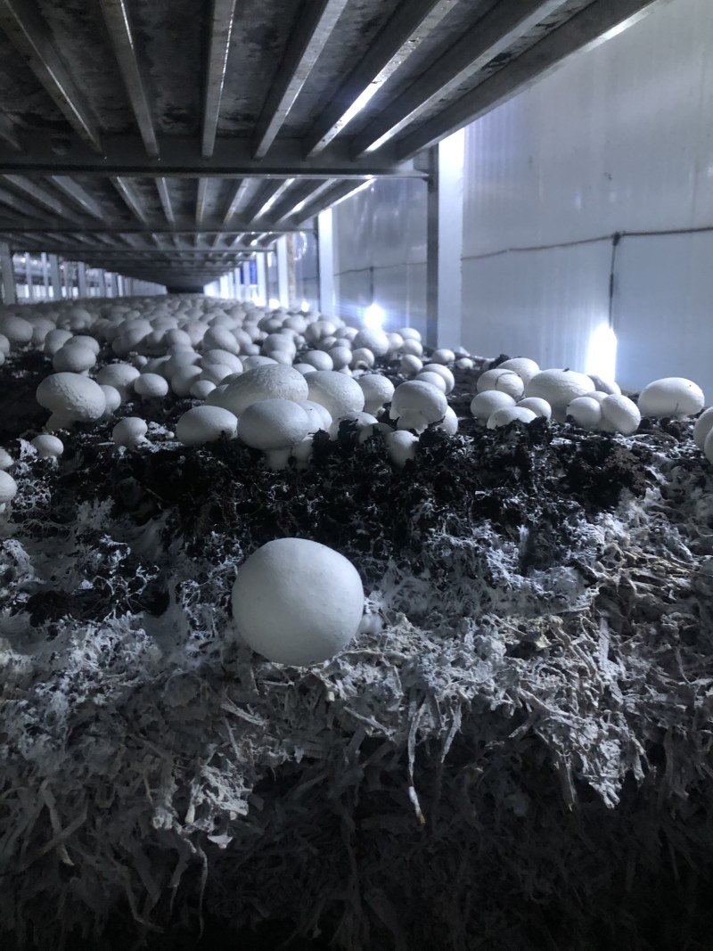 口菇双孢菇新鲜口菇无公害食用菌