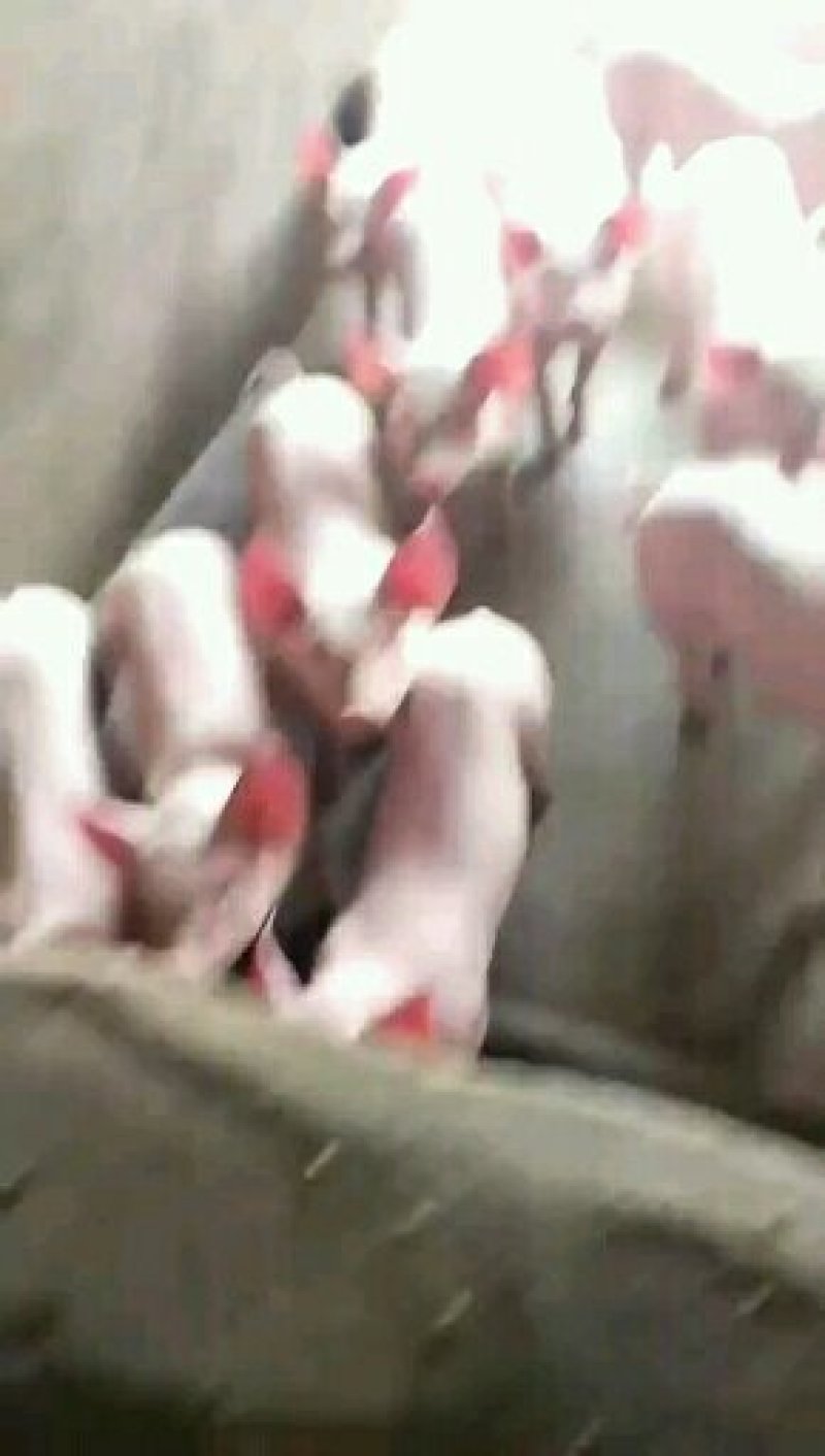 内三元仔猪产地在山东常年有货供应基地品种齐全