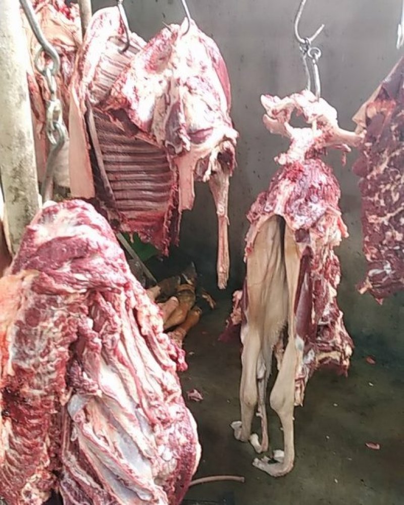 驴肉